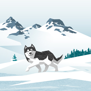 Video Husky