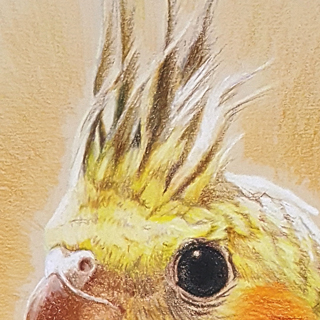 Koka
